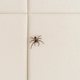 Illustration for article titled Spider Sitting On Shower Wall Can’t Wait To See Look On Man’s Face